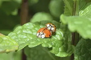 Wildlife Photography Macro Shot Prints: Ladybug, mating, beetle, macro