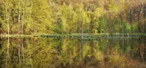 Thuringia Lake Prints: Lake in spring, forest reflected on the shore