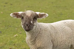 Young Livestock Farming Prints: Lamb looking at camera, sheep willow