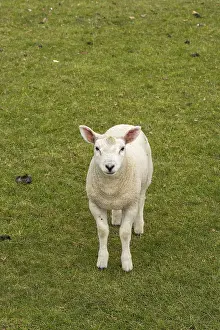 Domestic Sheep Breed UK Prints: Lamb looking at camera, sheep willow