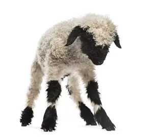 Cute Lamb Prints: Lamb looking down in front of white background