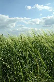 Agricultural Field Prints: Landscape
