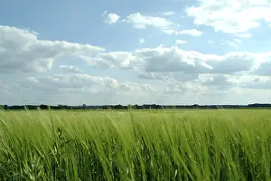 Barley Field Prints: Landscape