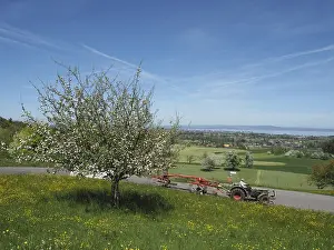 Blue Sky Landscape Photo Prints: Landscape with blooming fruit tree