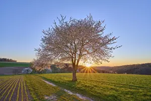 Cherry Blossom Landscape Prints: Landscape, cherry tree, blossoms
