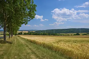 German Farmland Photography Prints: Landscape with cornfields and row of trees under blue sky with scattered clouds
