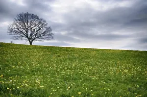 Open Air Landscapes Prints: Landscape with dandelions