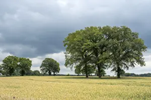 Central Europe Countryside Prints: Landscape with deciduous trees