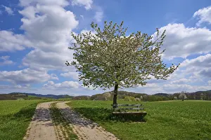 Cherry Blossom Landscape Prints: Landscape, field path, cherry tree