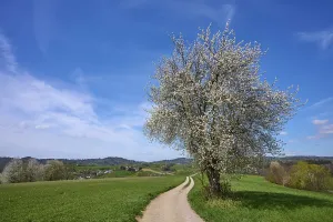 Odenwald Scenery Prints: Landscape, field path, cherry tree