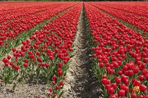 Benelux Countryside Scenery Prints: Landscape with fields full of red tulips
