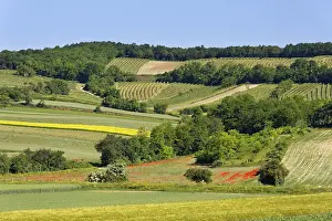 Rural Farming Scenes Prints: Landscape of fields and vineyard
