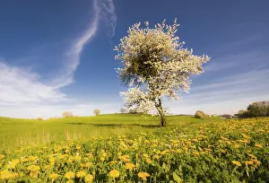 Common Dandelion Bloom Prints: Landscape with a flowering tree at spring