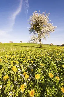 Open Air Landscape Photography Prints: Landscape with a flowering tree at spring
