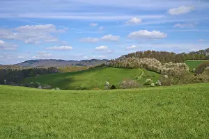 Hesse Landscape Prints: Landscape, meadow, cherry tree