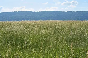 Bavaria Springtime Prints: Landscape with meadow in spring