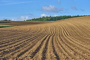 Springtime Agriculture Prints: Landscape with potato field in spring