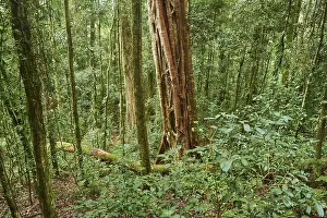 Lamington National Park Prints: Landscape of a rainforest in spring