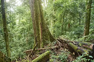 Lamington National Park Prints: Landscape of a rainforest in spring