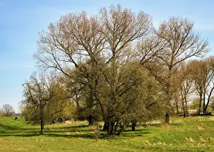 German Countryside Landscapes Prints: Landscape on the river Oder in spring