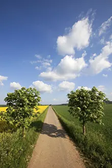Deciduous Tree Lined Road Prints: Landscape with road and cloud formations