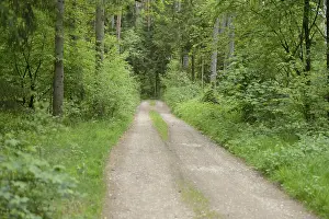 German Forest Road Prints: Landscape of a trail going through the forest in spring
