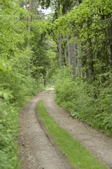 Upper Palatinate Landscape Prints: Landscape of a trail going through the forest in spring
