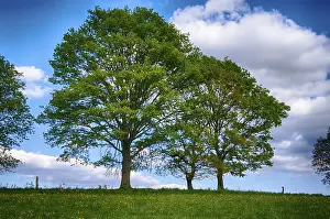 Empty Landscape With Trees Prints: Landscape with trees in spring