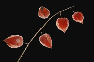 Physalis Plant Prints: Lantern flowers