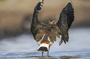 Vanellus Vanellus Prints: Lapwing, Vanellus Vanellus, Bath