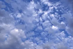 Full Frame Cloudy Sky Prints: Large altocumulus clouds, Germany