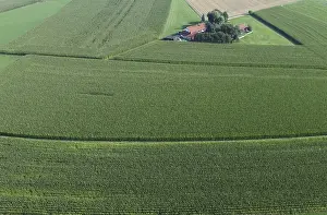 European Agricultural Landscape Prints: Large corn fields surround a small farm