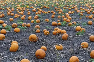 Uninhabited Agricultural Area Prints: Large field with many pumpkins