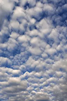 Bavaria Clouds Prints: Large fleecy clouds (altocumulus)