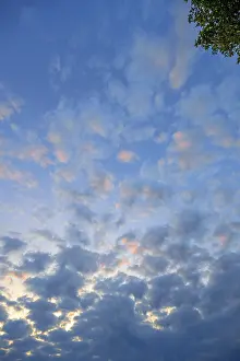 Cloud Formations In Germany Prints: Large fleecy clouds (Altocumulus) in the evening sky