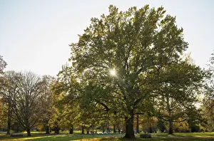 Deciduous Tree Silhouette Prints: Large lime tree, trees, flooded with light