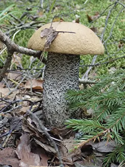 Tyresta National Park Landscape Prints: A large mushroom with a brown cap and a patterned stem