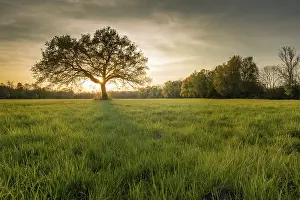 Deserted Forest Glade Prints: Large oak tree in a clearing at sunset in spring