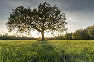 Deciduous Tree At Sunset Prints: Large oak tree in a clearing at sunset in spring