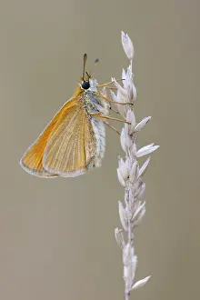 Large Skipper Butterfly Prints: Large skipper (Ochlodes sylvanus)