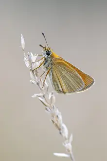 No People Natural Environment Prints: Large skipper (Ochlodes sylvanus)