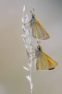German Fauna Images Prints: Large skipper (Ochlodes sylvanus)