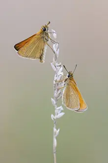 Uninhabited Natural Environments Germany Prints: Large skipper (Ochlodes sylvanus)