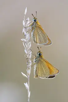 Natural Environment Germany Prints: Large skipper (Ochlodes sylvanus)