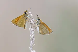 Large Skipper Butterfly Prints: Large skipper (Ochlodes sylvanus)