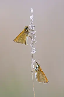 Diurnal Skipper Butterfly Prints: Large skipper (Ochlodes sylvanus)