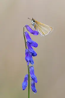 Large Skipper Butterfly Prints: Large skipper (Ochlodes sylvanus)