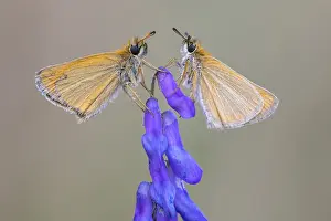Large Skipper Butterfly Prints: Large skipper (Ochlodes sylvanus)