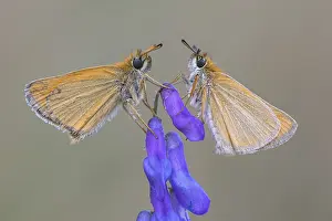 Large Skipper Butterfly Prints: Large skipper (Ochlodes sylvanus)