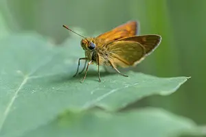 Large Skipper Print - Ahlhorn, Germany